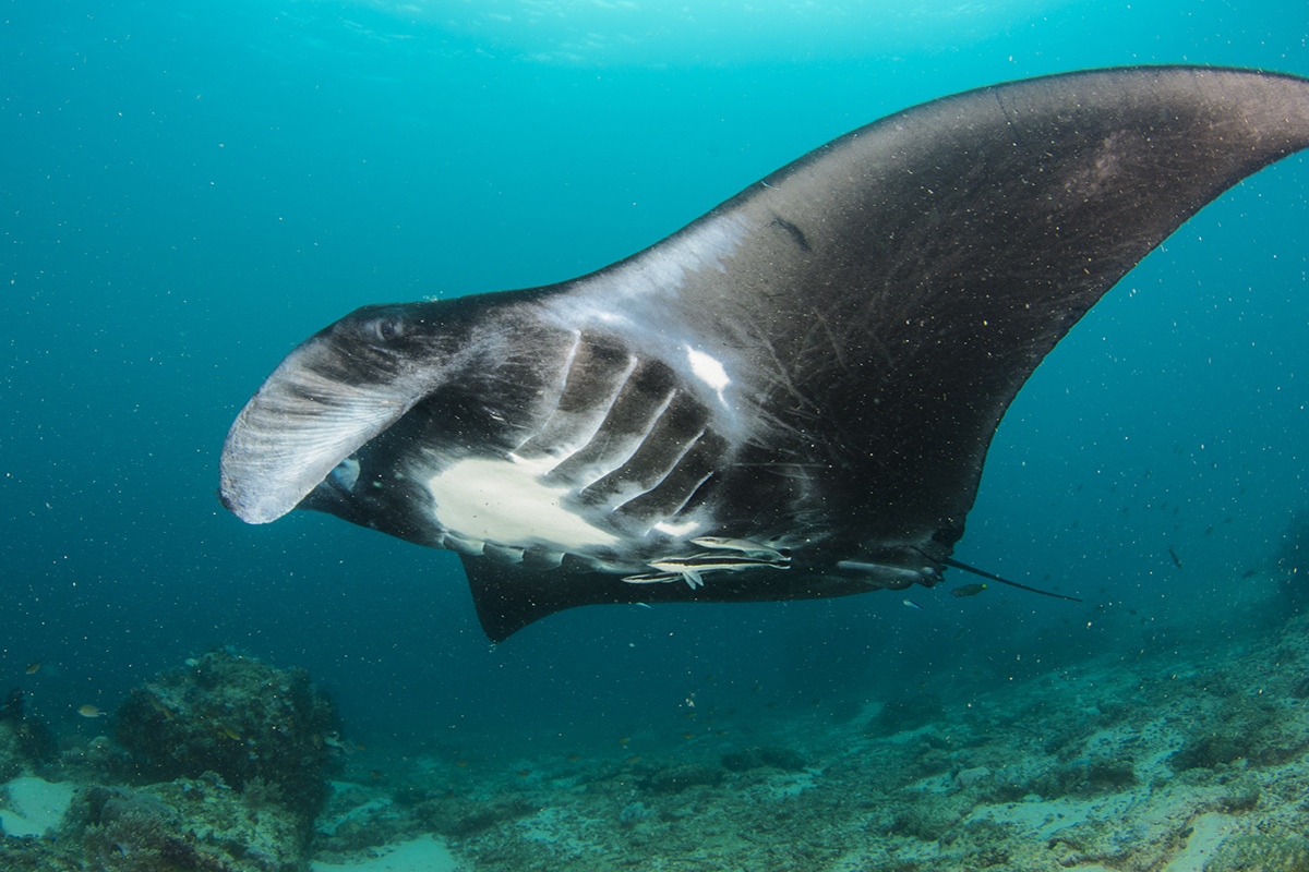Why Diving with Rays in Raja Ampat is the Ultimate Scuba Diving Experience Why Diving with Rays in Raja Ampat is the Ultimate Scuba Diving Experience