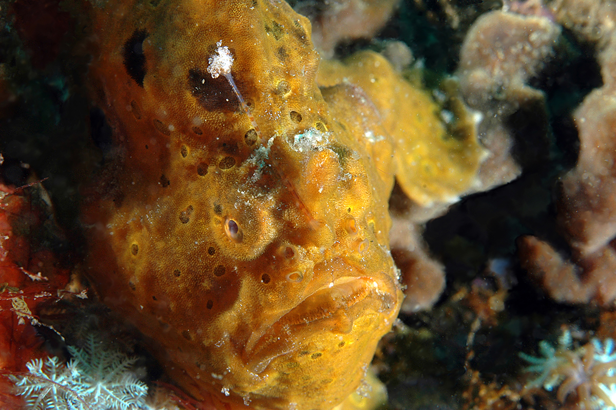 Giant frogfish at Bangka Island - Dive Sites in the Bangka Archipelago Giant frogfish at Bangka Island - Dive Sites in the Bangka Archipelago