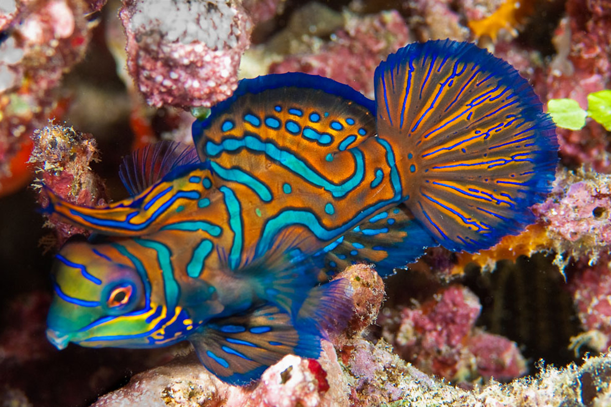 Mandarin fish at Lihaga Island - Dive Sites in the Bangka Archipelago Mandarin fish at Lihaga Island - Dive Sites in the Bangka Archipelago