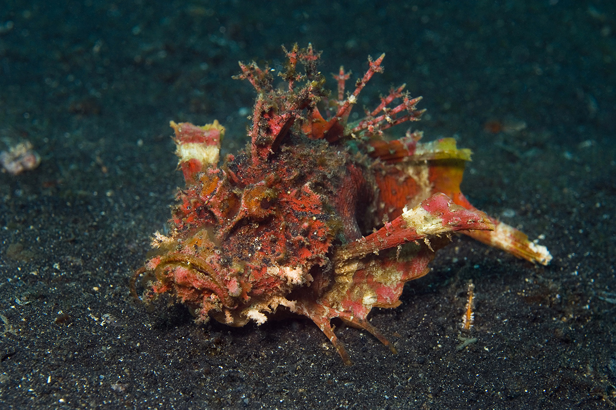 Scorpionfishin at Talisei Island - Dive Sites in the Bangka Archipelago Scorpionfishin at Talisei Island - Dive Sites in the Bangka Archipelago