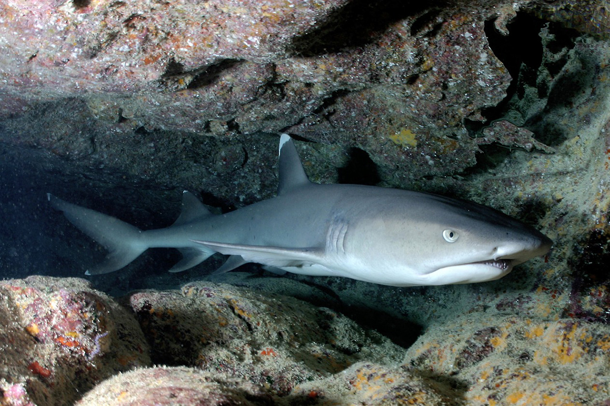 The Importance of Gili Trawangan Shark Conservation The Importance of Gili Trawangan Shark Conservation
