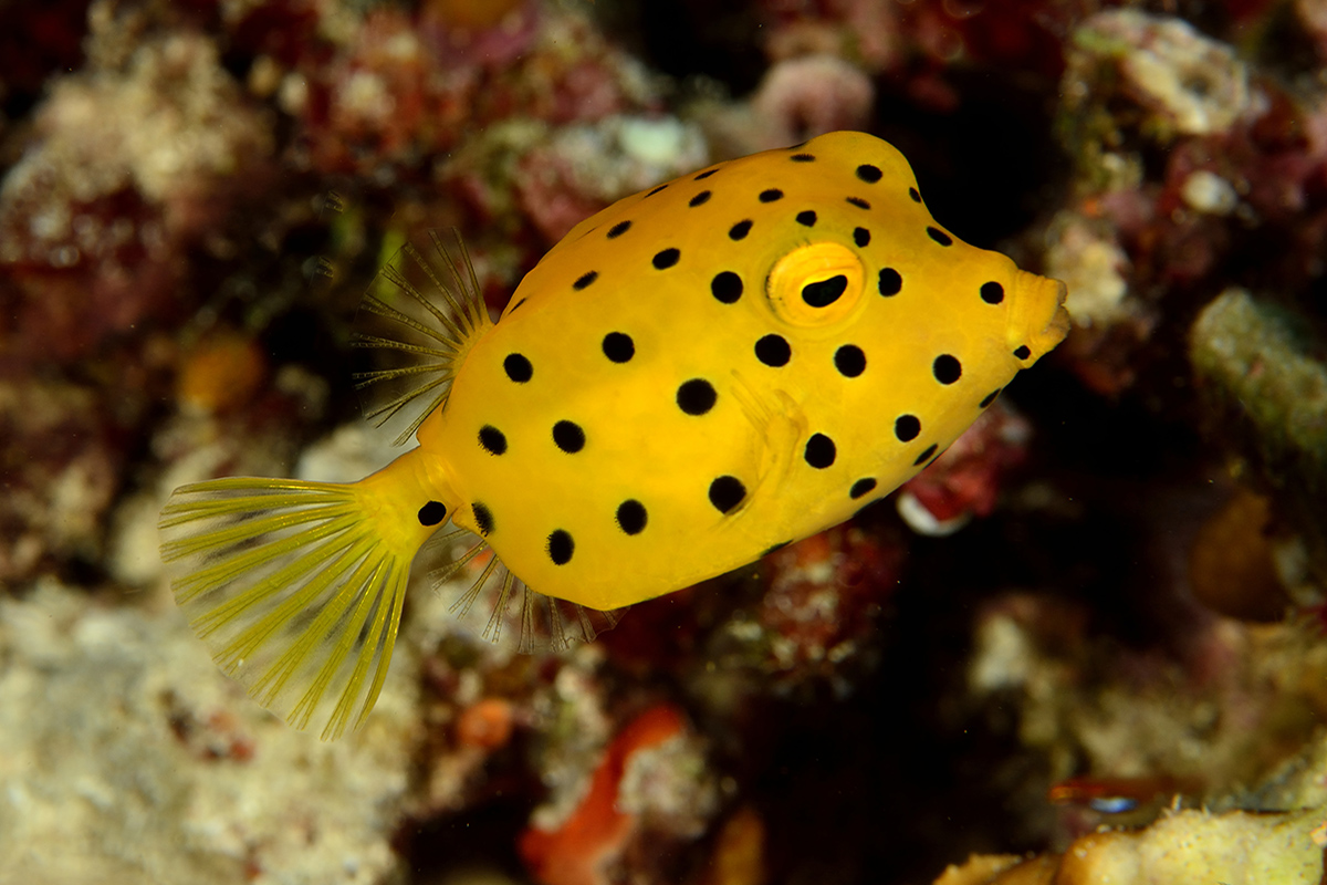 10 Incredible Dive Sites in the Bangka Archipelago 10 Incredible Dive Sites in the Bangka Archipelago