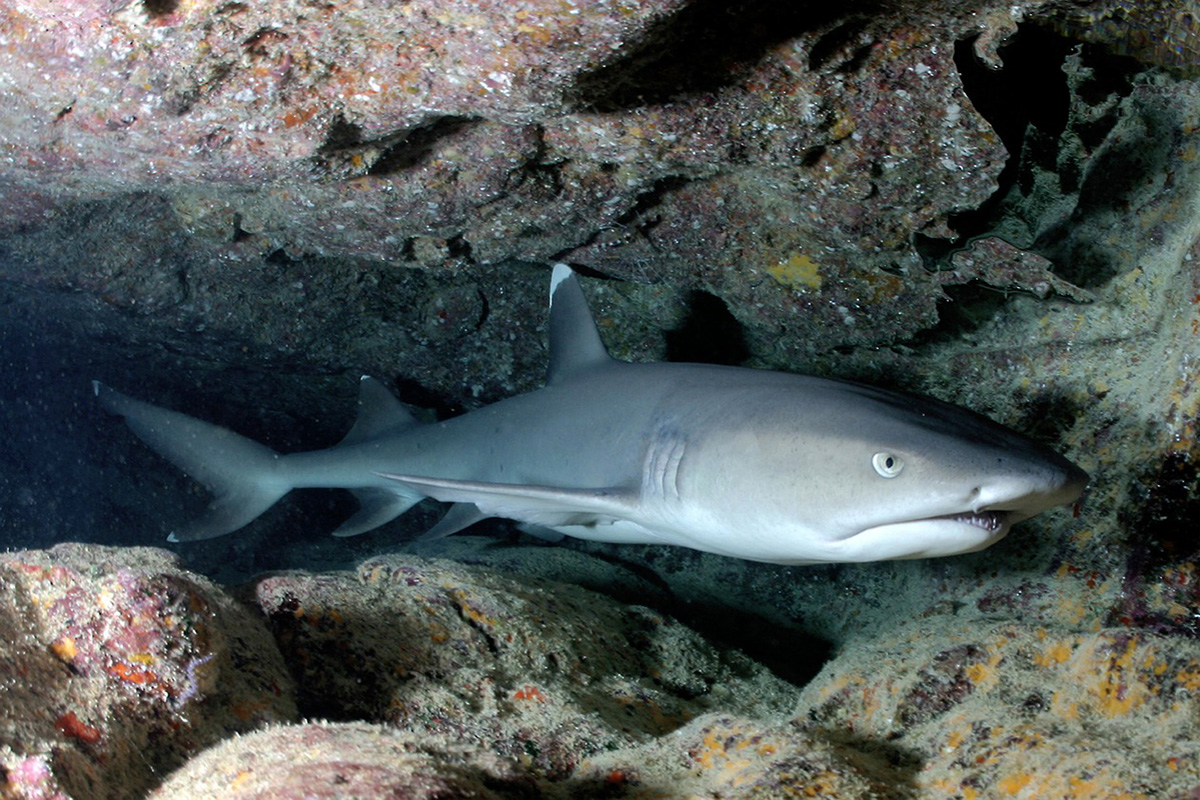 Meet the Reef Sharks of Bali Meet the Reef Sharks of Bali