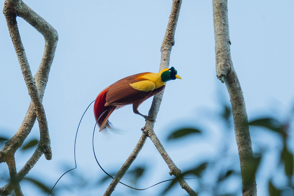 Where to Find Red Birds of Paradise in Raja Ampat Where to Find Red Birds of Paradise in Raja Ampat