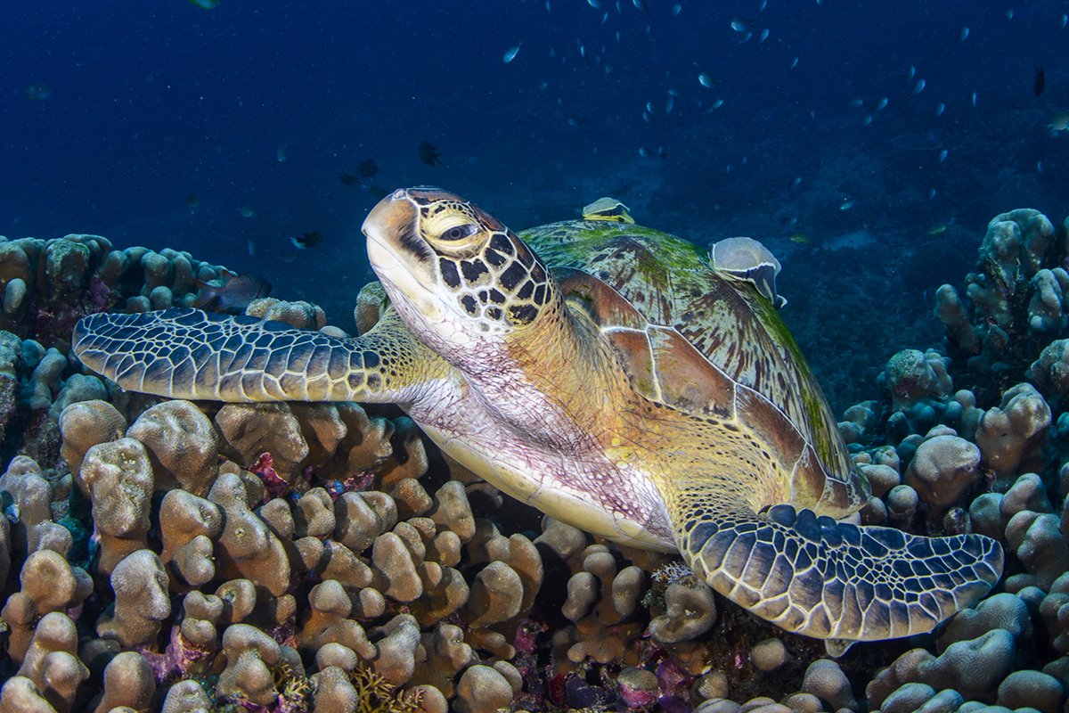 An In Depth Guide to the Sea Turtles of Gili Trawangan An In Depth Guide to the Sea Turtles of Gili Trawangan