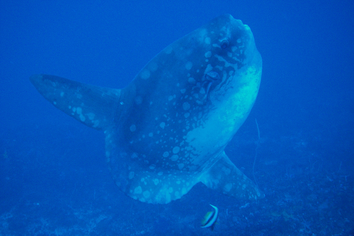 10 Fascinating Facts About Mola-Mola 10 Fascinating Facts About Mola-Mola