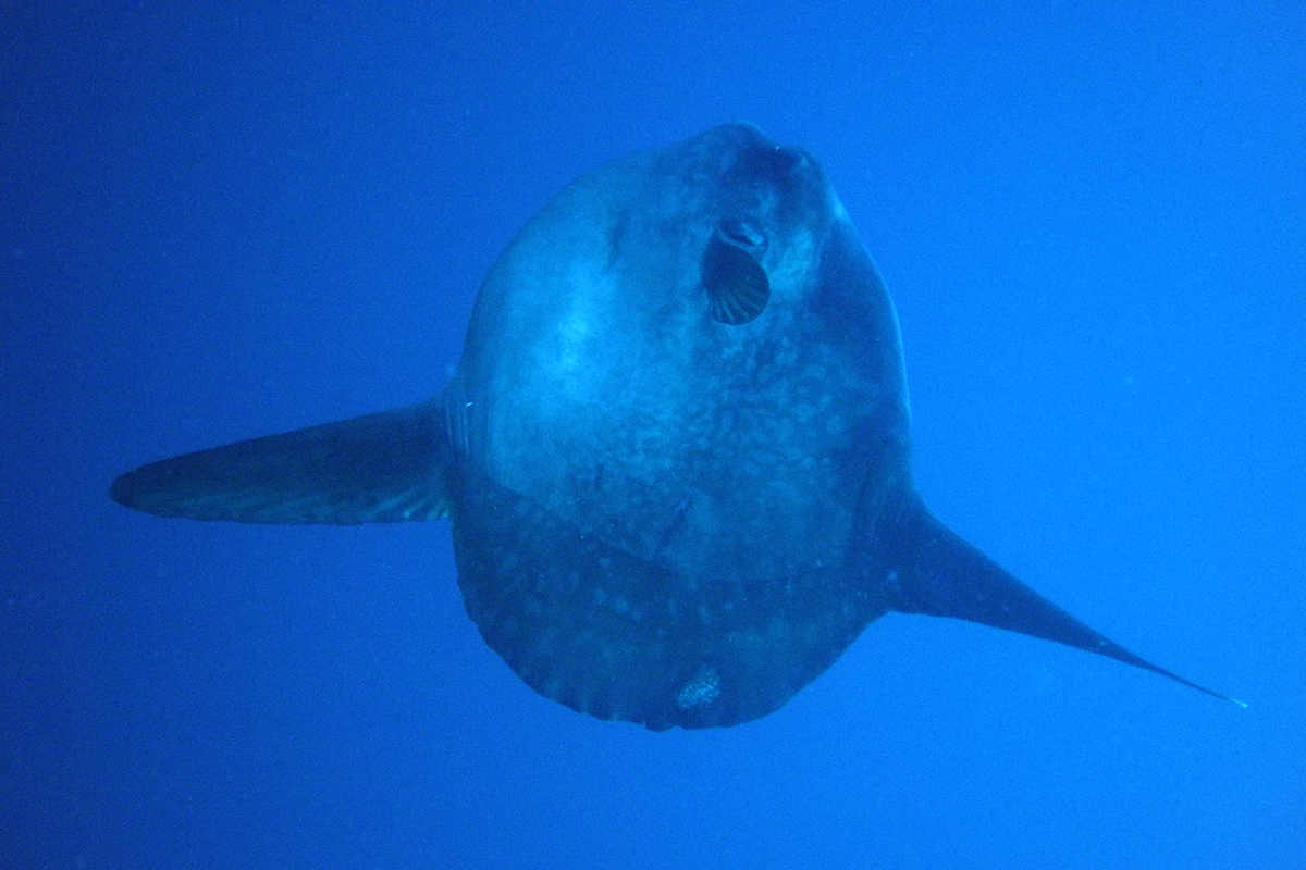 10 Fascinating Facts About Mola-Mola 10 Fascinating Facts About Mola-Mola