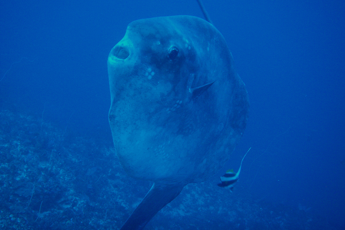 10 Fascinating Facts About Mola-Mola 10 Fascinating Facts About Mola-Mola