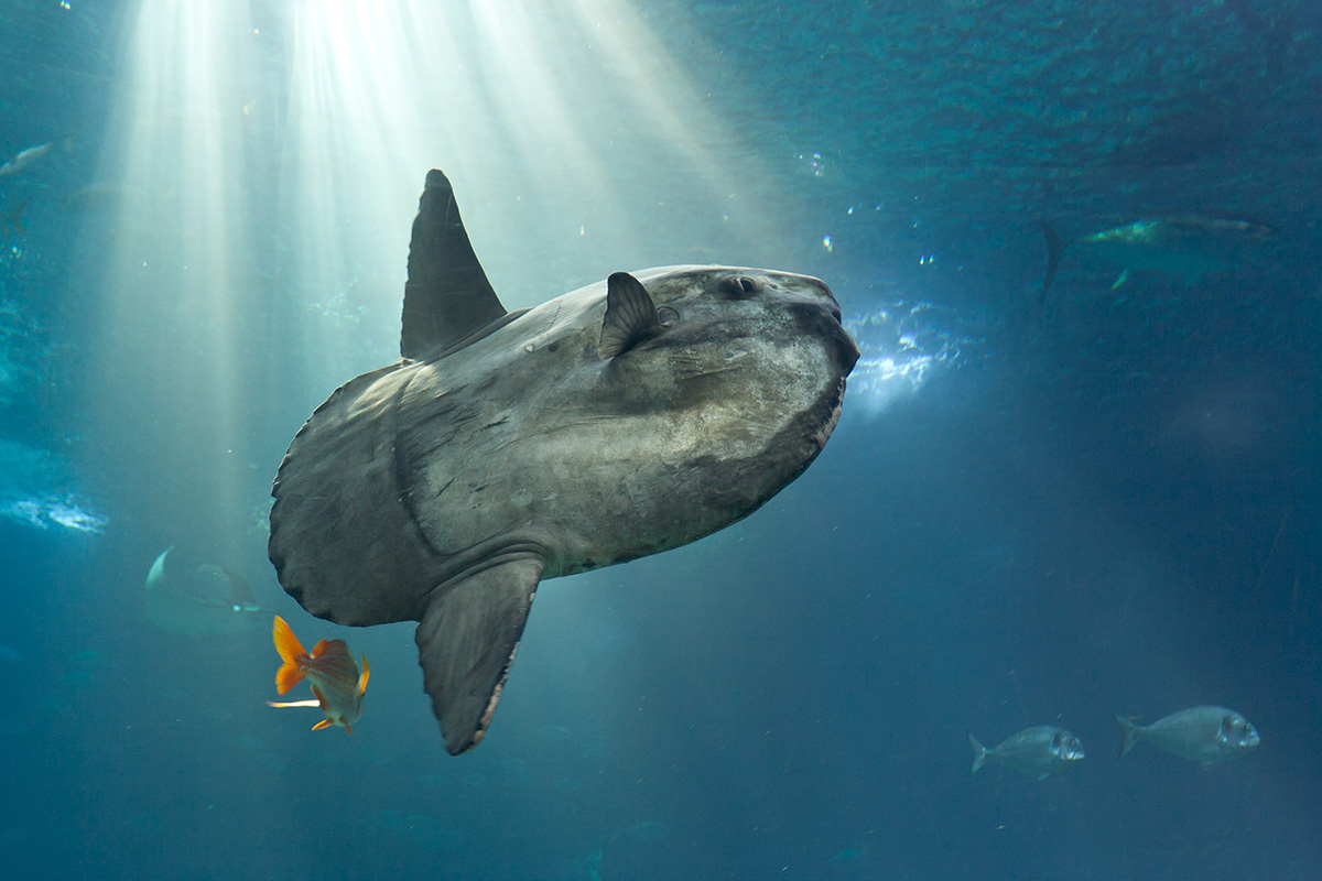 10 Fascinating Facts About Mola-Mola 10 Fascinating Facts About Mola-Mola
