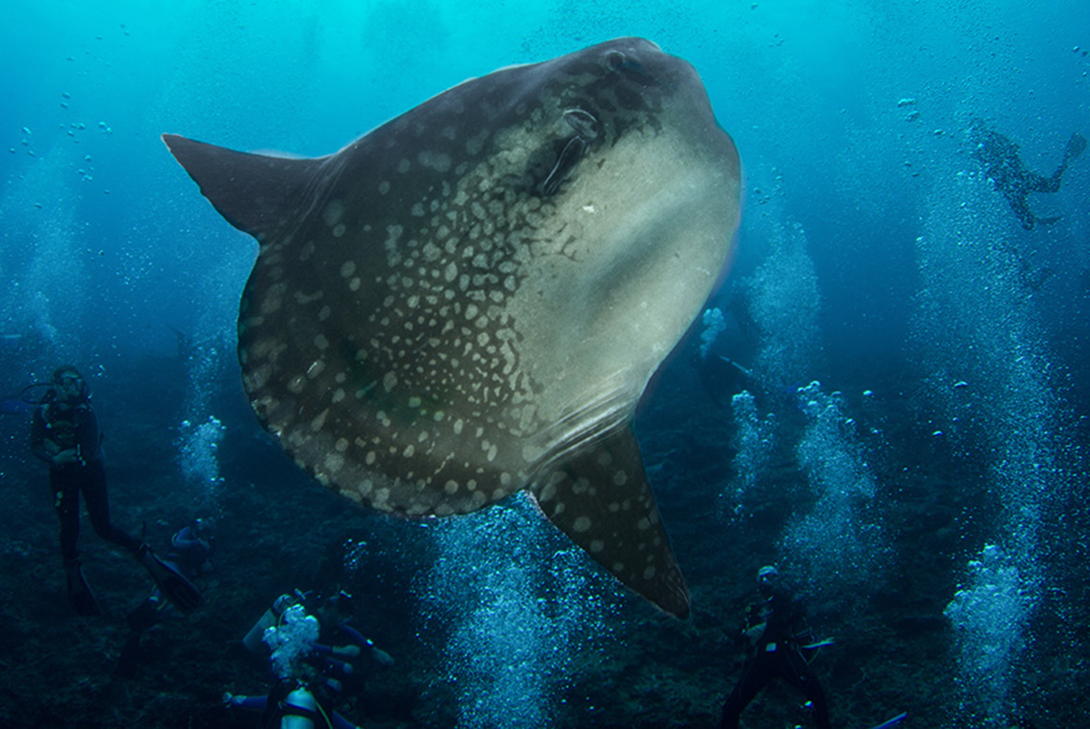 10 Fascinating Facts About Mola-Mola 10 Fascinating Facts About Mola-Mola