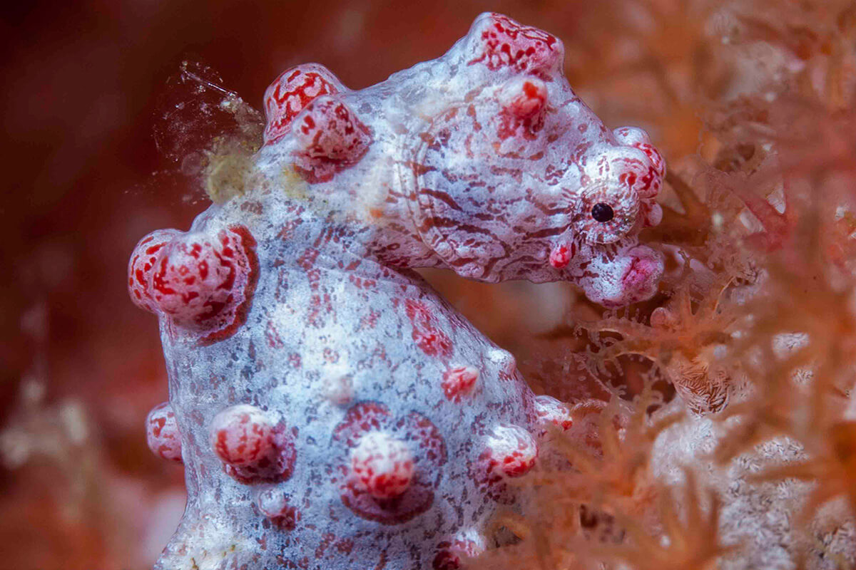 Meet the Pygmy Seahorses of Raja Ampat Meet the Pygmy Seahorses of Raja Ampat