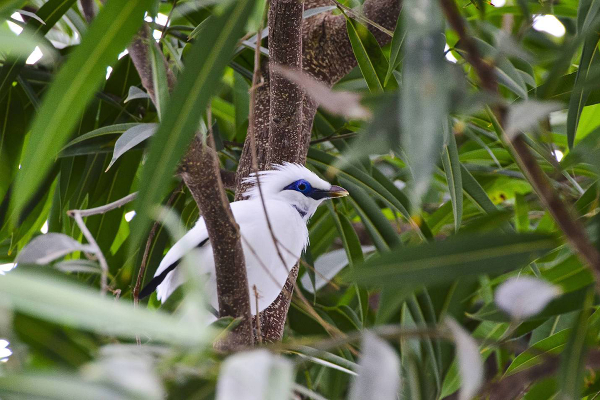 Bali Starling Conservation Program Bali Starling Conservation Program