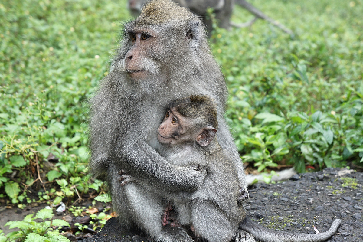 Bali's Animal Kingdom Bali's Animal Kingdom