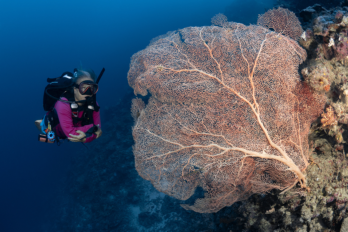 North Halmahera Has Got to Be Your Next Dive Destination North Halmahera Has Got to Be Your Next Dive Destination