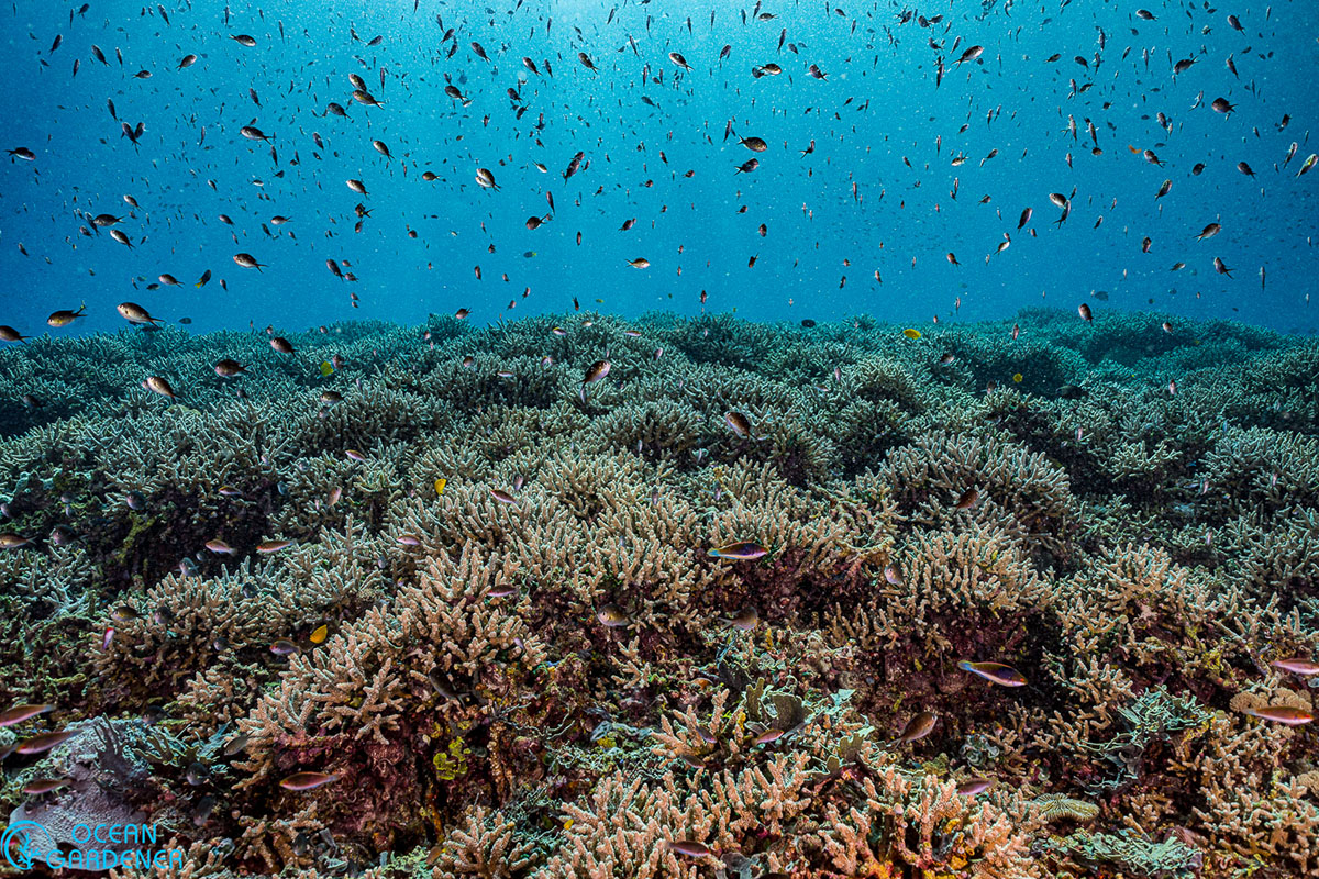 Diving Morotai: Experts Reveal the Hidden Coral Treasures Around Metita Resort