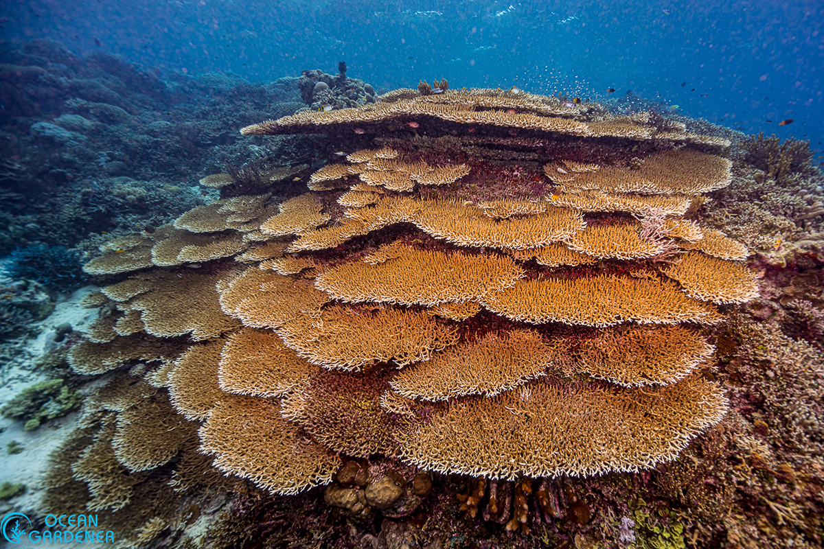 Diving Morotai: Experts Reveal the Hidden Coral Treasures Around Metita Resort