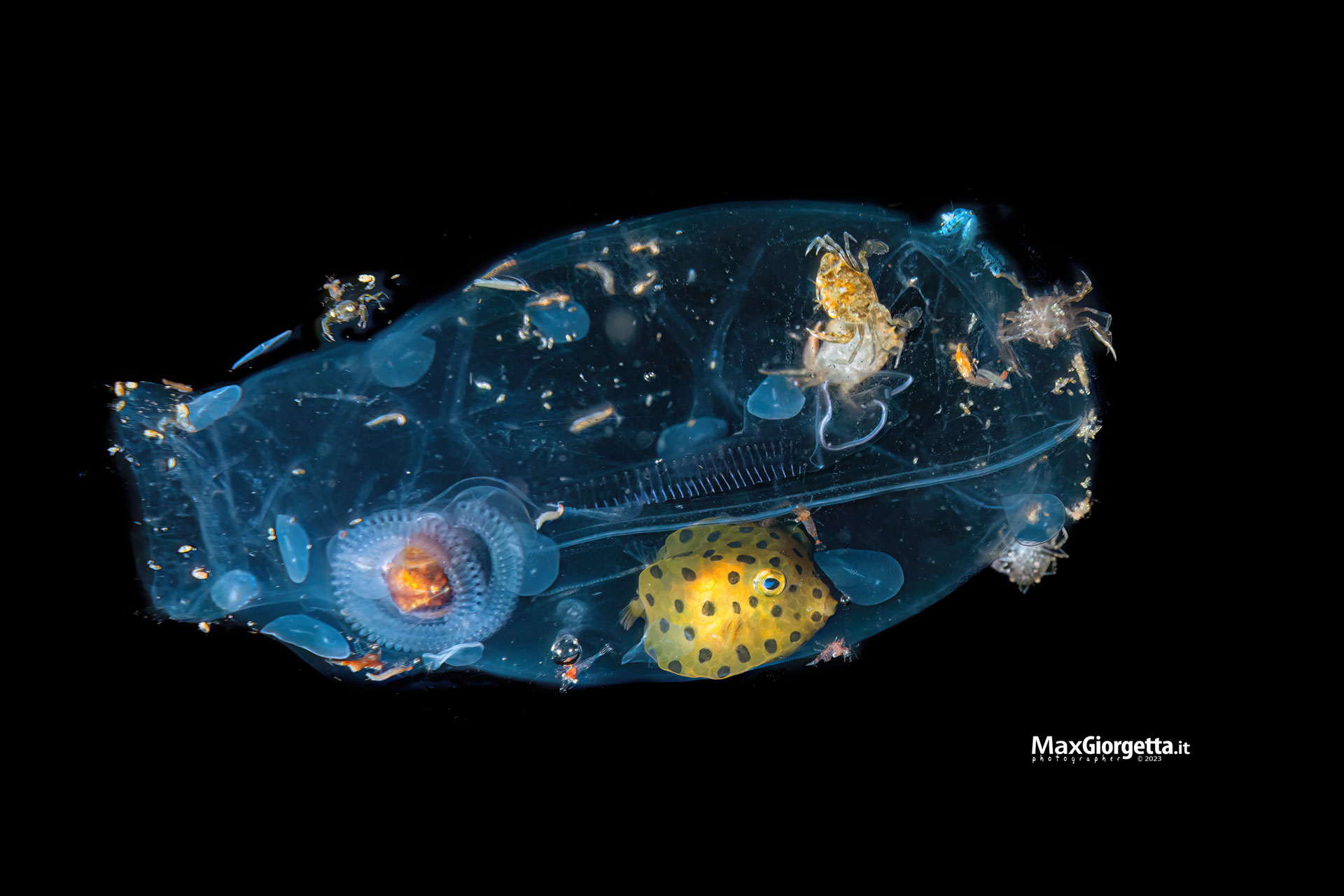 This Two-Inch Tunicate Salp Is a Swimming Smorgasbord This Two-Inch Tunicate Salp Is a Swimming Smorgasbord