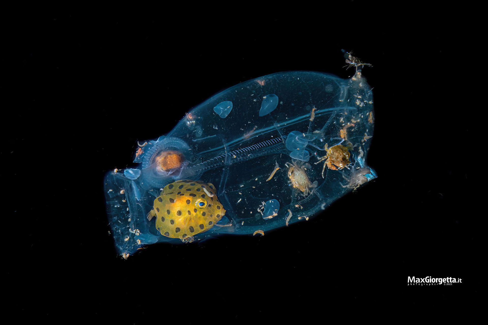 This Two-Inch Tunicate Salp Is a Swimming Smorgasbord This Two-Inch Tunicate Salp Is a Swimming Smorgasbord