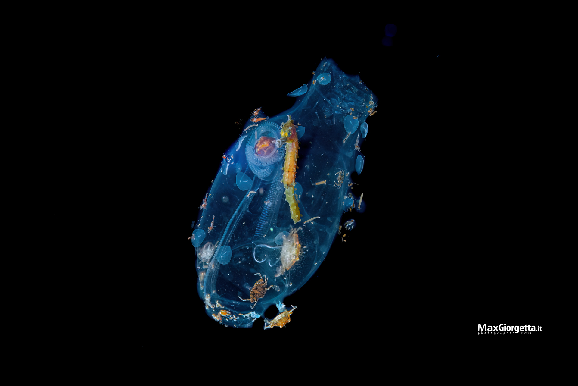 This Two-Inch Tunicate Salp Is a Swimming Smorgasbord This Two-Inch Tunicate Salp Is a Swimming Smorgasbord