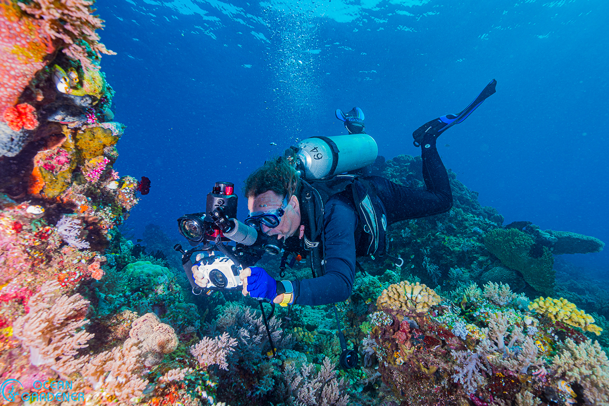 Diving Morotai: Experts Reveal the Hidden Coral Treasures Around Metita Resort