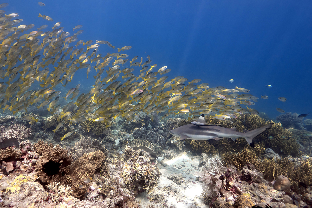 Professional Dive Exploration at Metita Island Reveals Over 70 Untouched Dive Sites