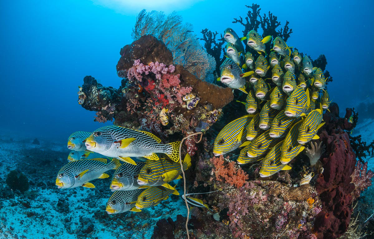 Diving in Raja Ampat with Papua Paradise Eco Resort Diving in Raja Ampat with Papua Paradise Eco Resort