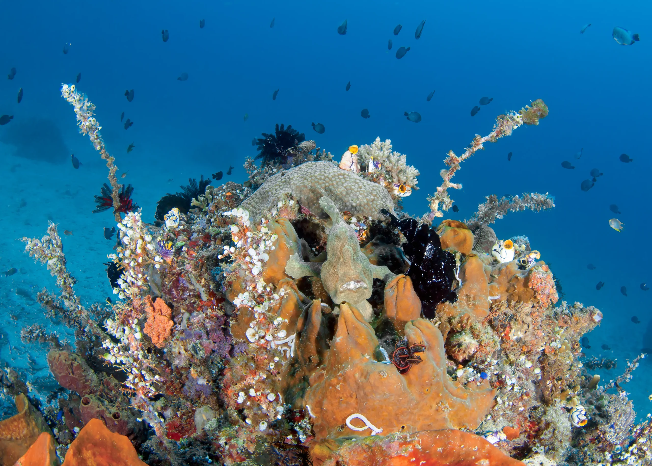 Frogfish Rainbow Dive Site at Lotus Gangga Island