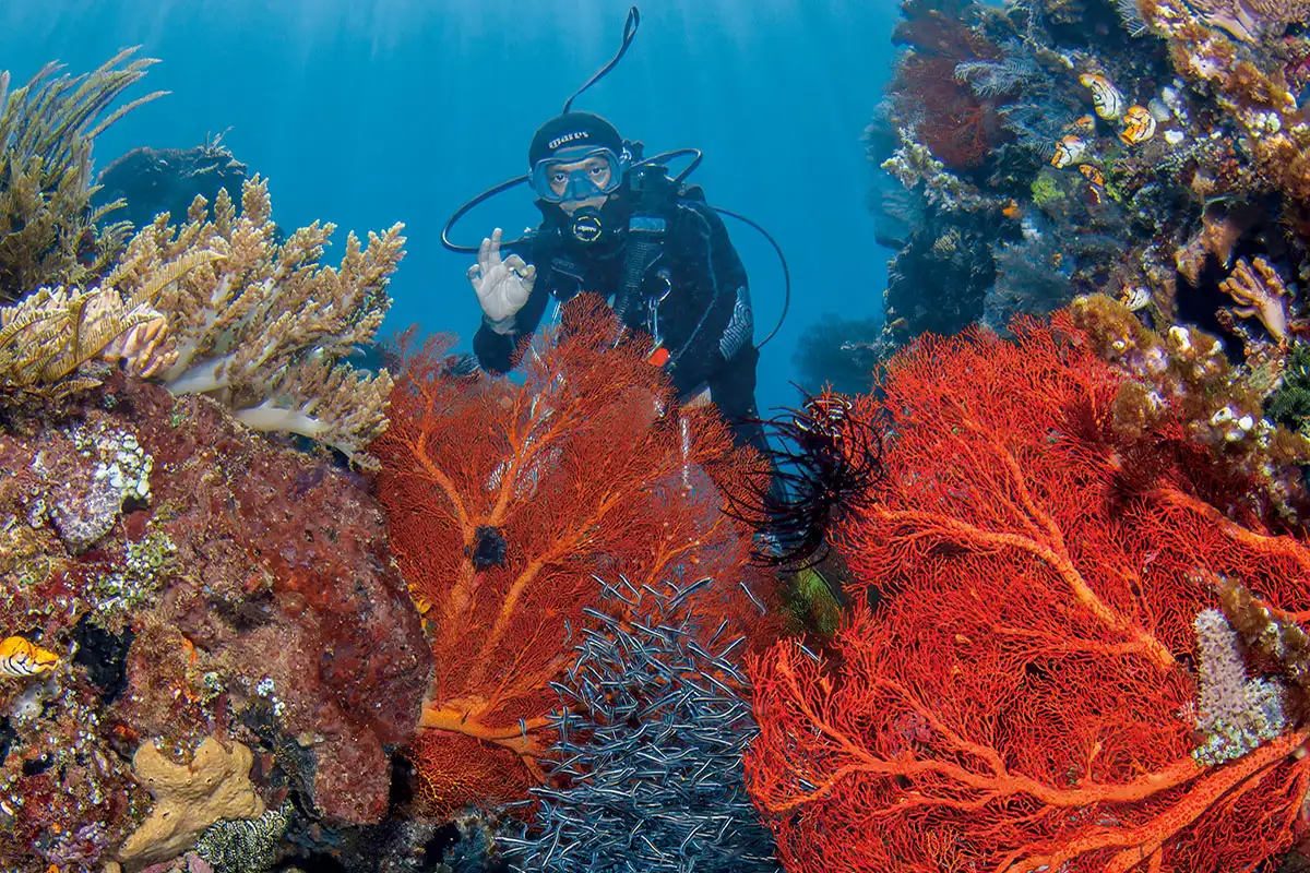 Palisan Dive Site at Lotus Gangga Island