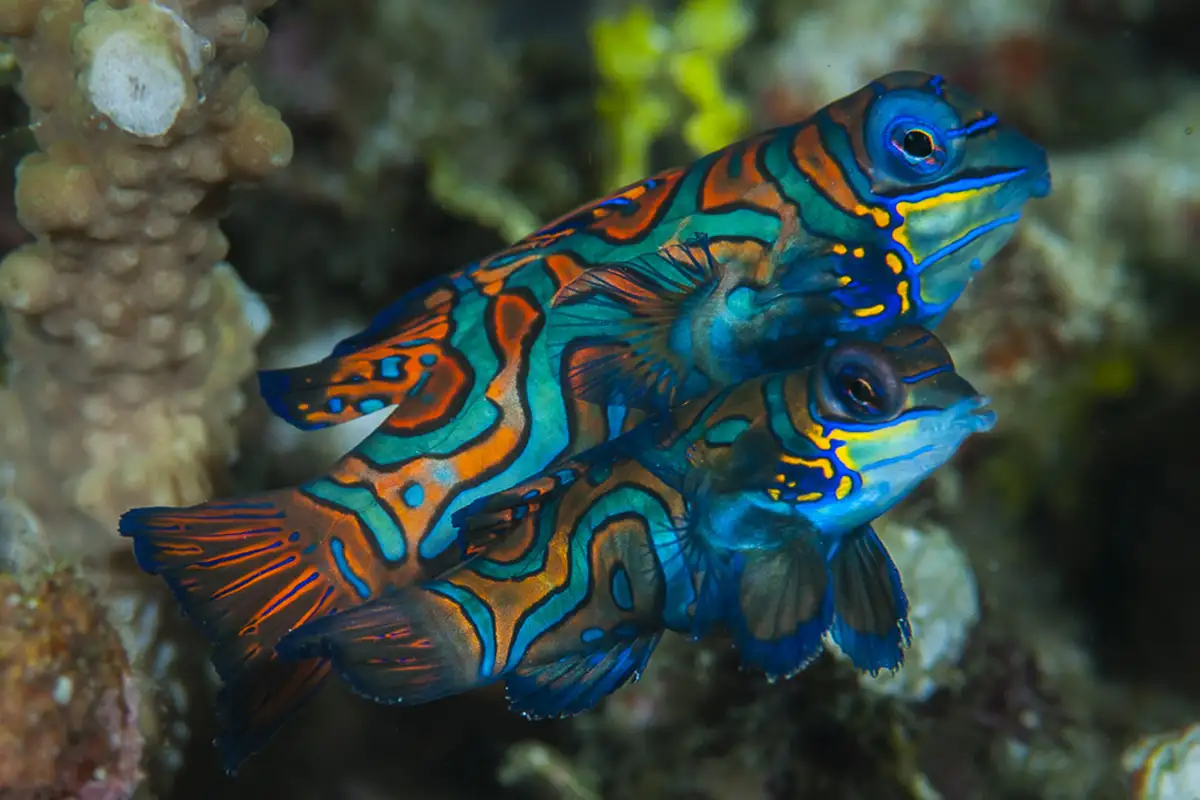 mandarin fish at Lotus Gangga Island