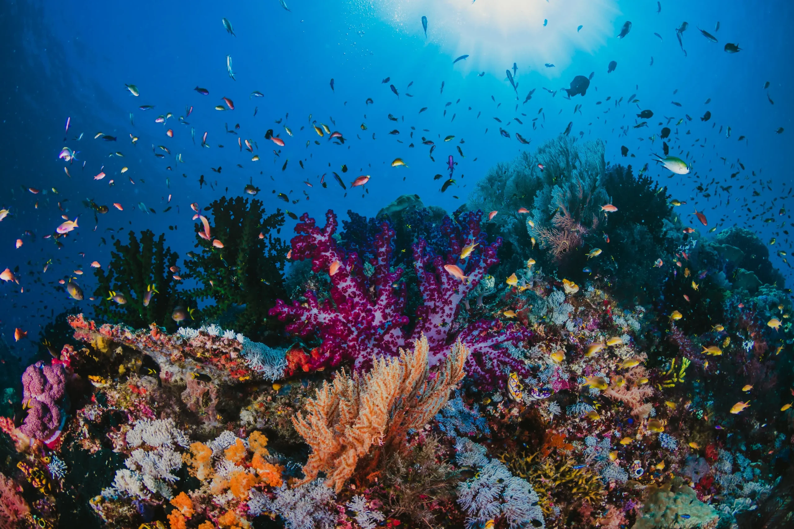 Coral colony reef at Lotus Gangga Island