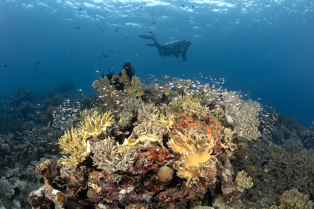 Diving Morotai: Experts Reveal the Hidden Coral Treasures Around Metita Resort Diving Morotai: Experts Reveal the Hidden Coral Treasures Around Metita Resort