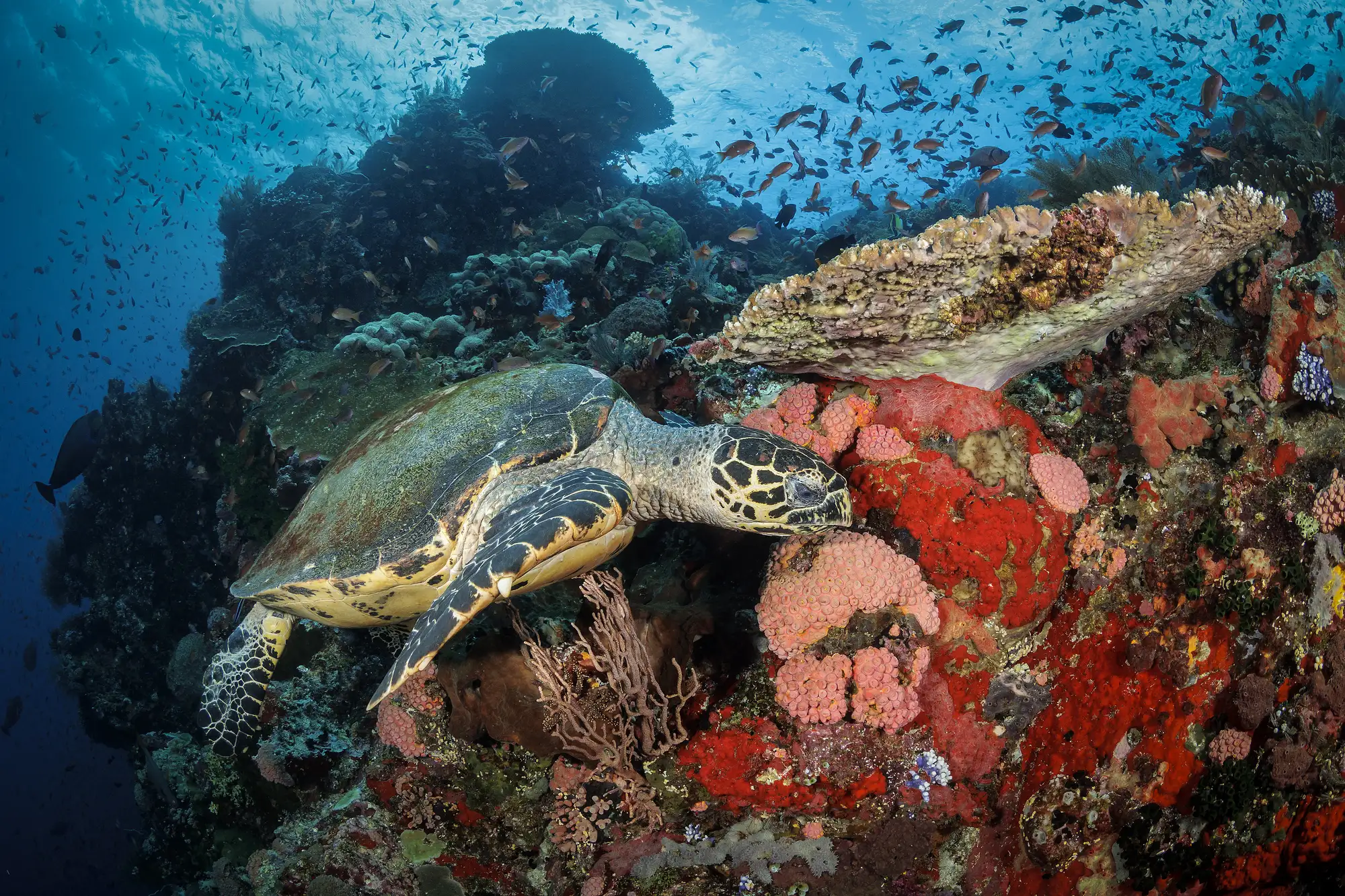 a turtle are looking for food on the coral reef
