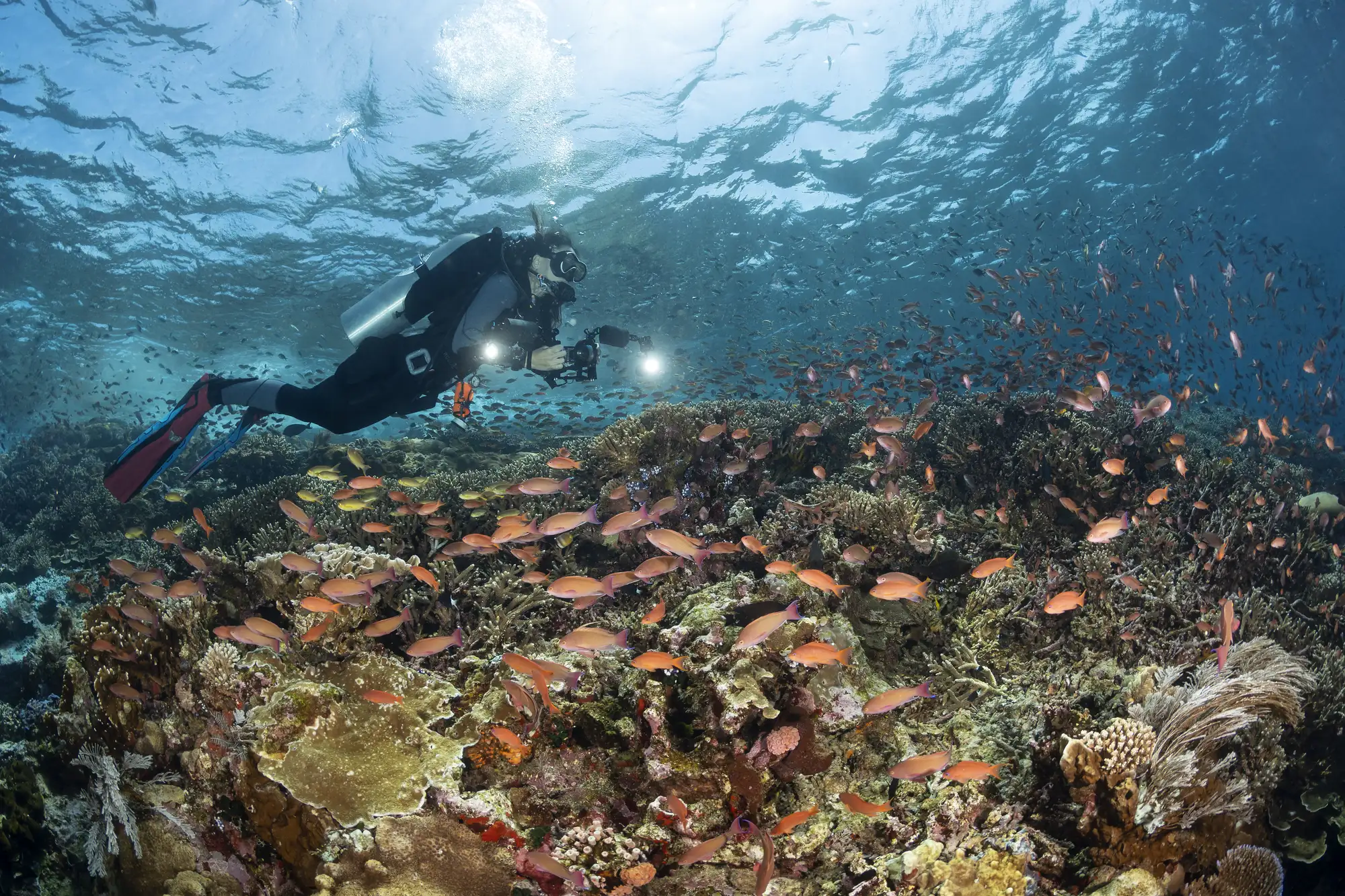 A diver is documenting the marine life