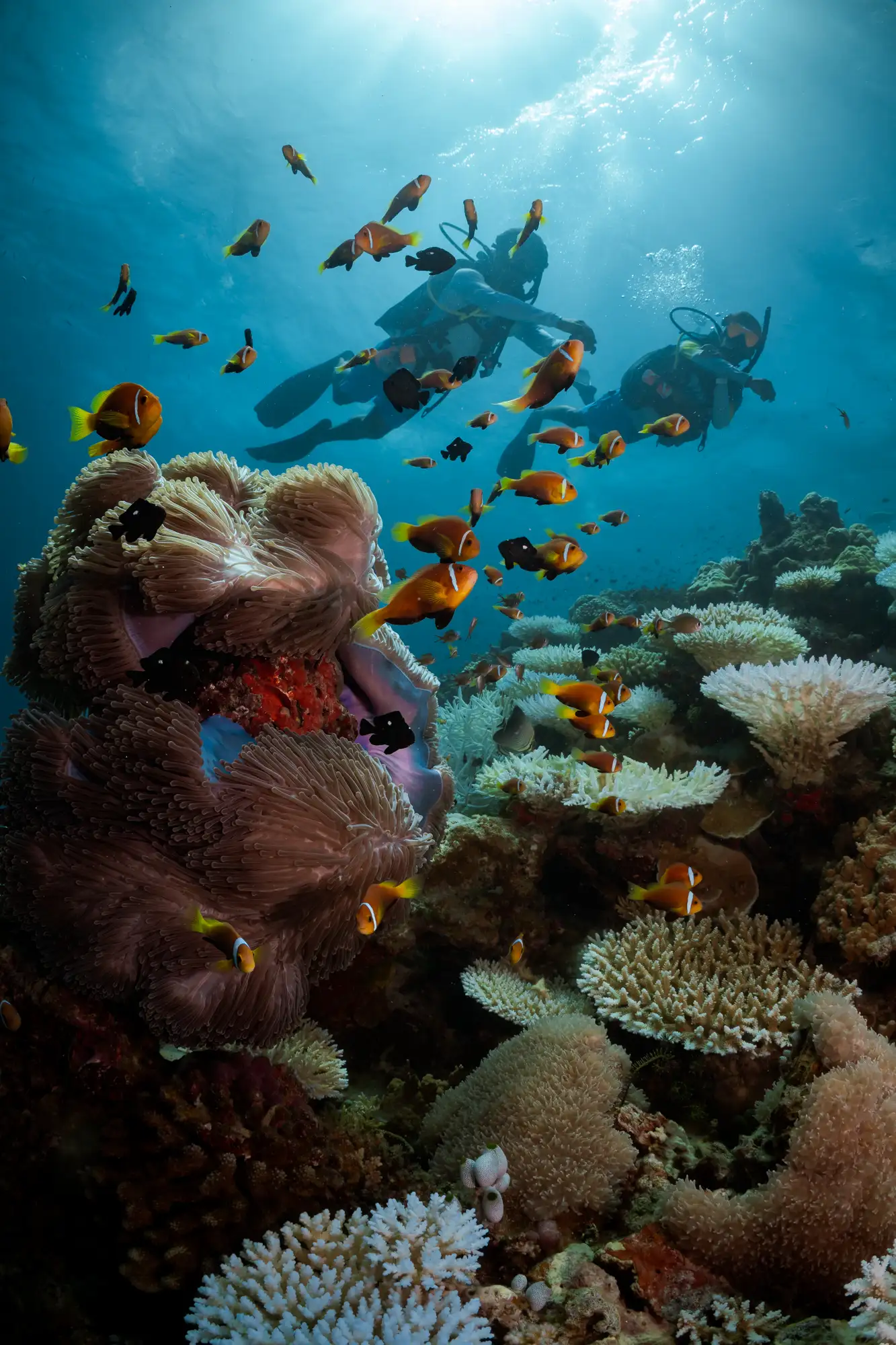 Clown fish-Nemo Fish bali-healthy Coral reefs