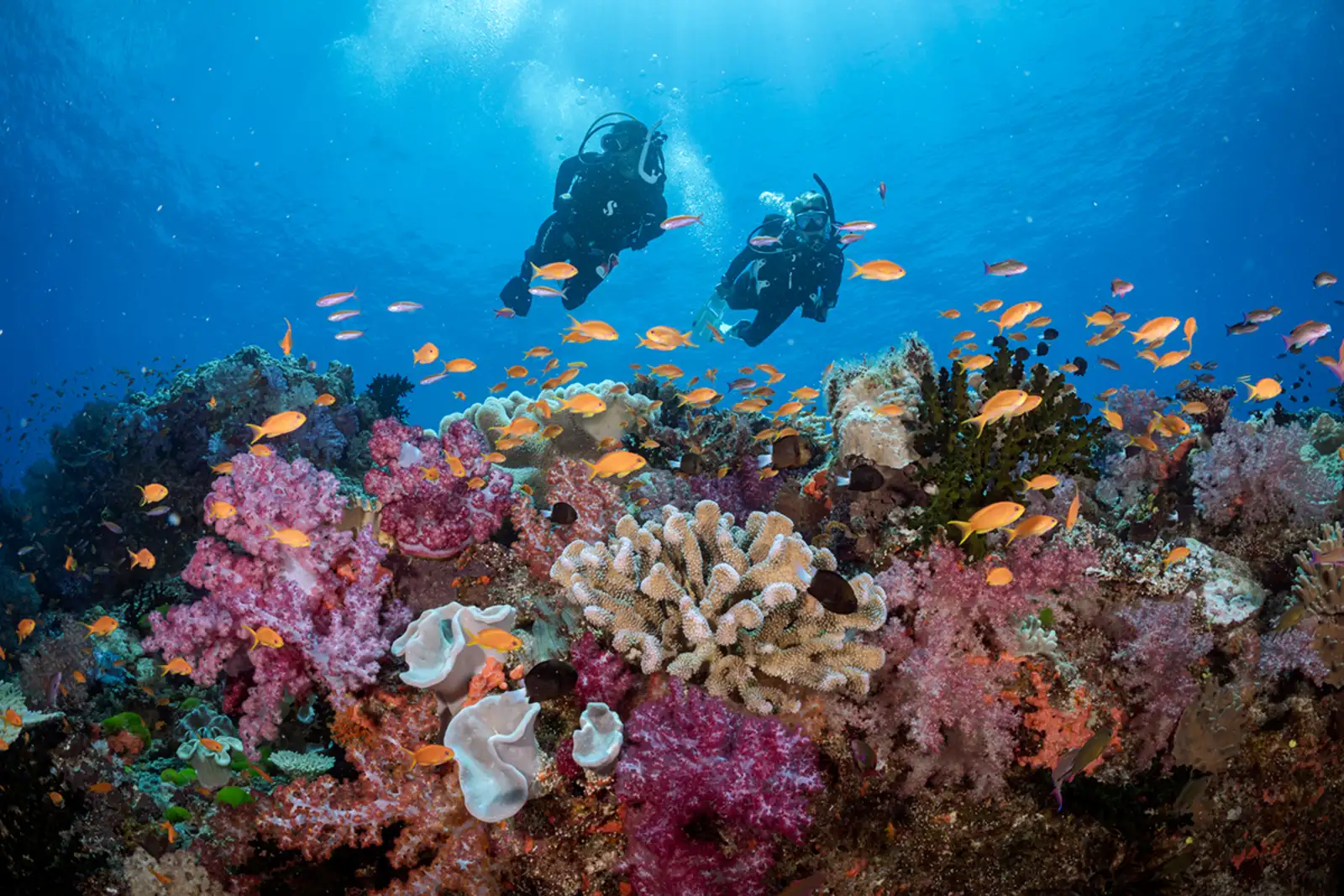 Dive Bali coral reefs with Gangga Divers a PADI 5 Star Eco Dive resort1200x800