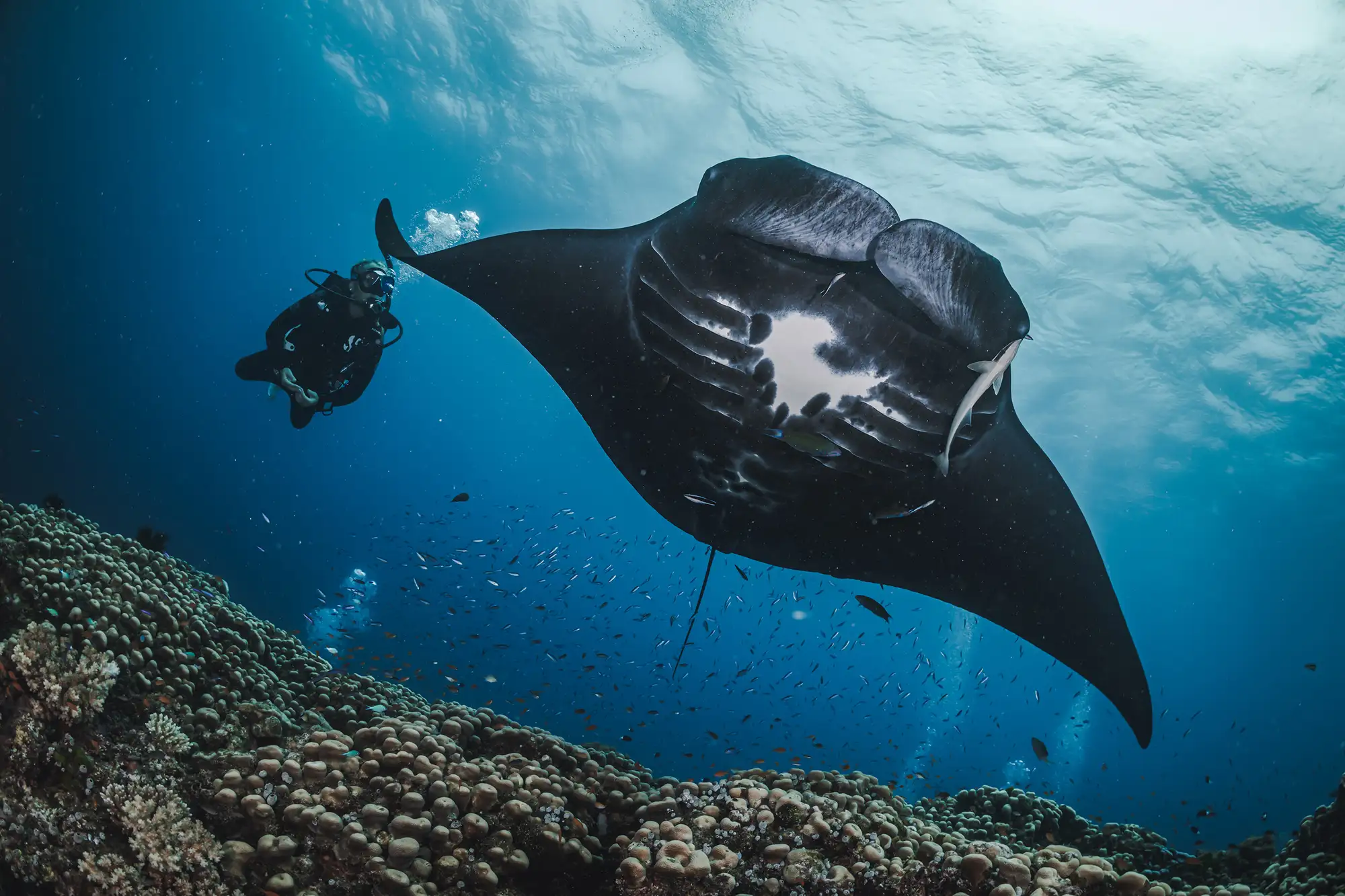 Dive with Manta rays-Nusa Penida