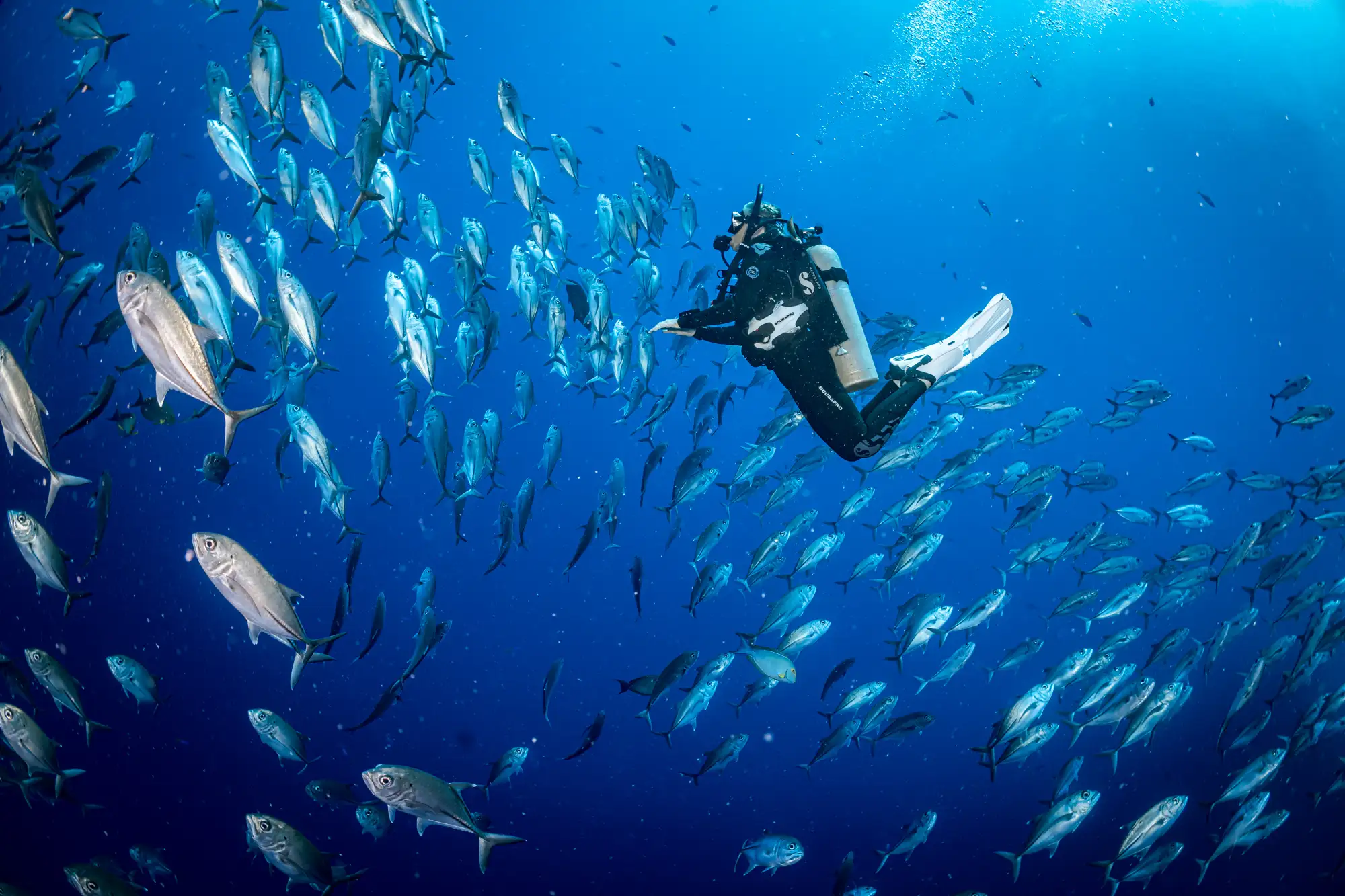 Dive with Schooling Jackfish in Bali & nusa Penida