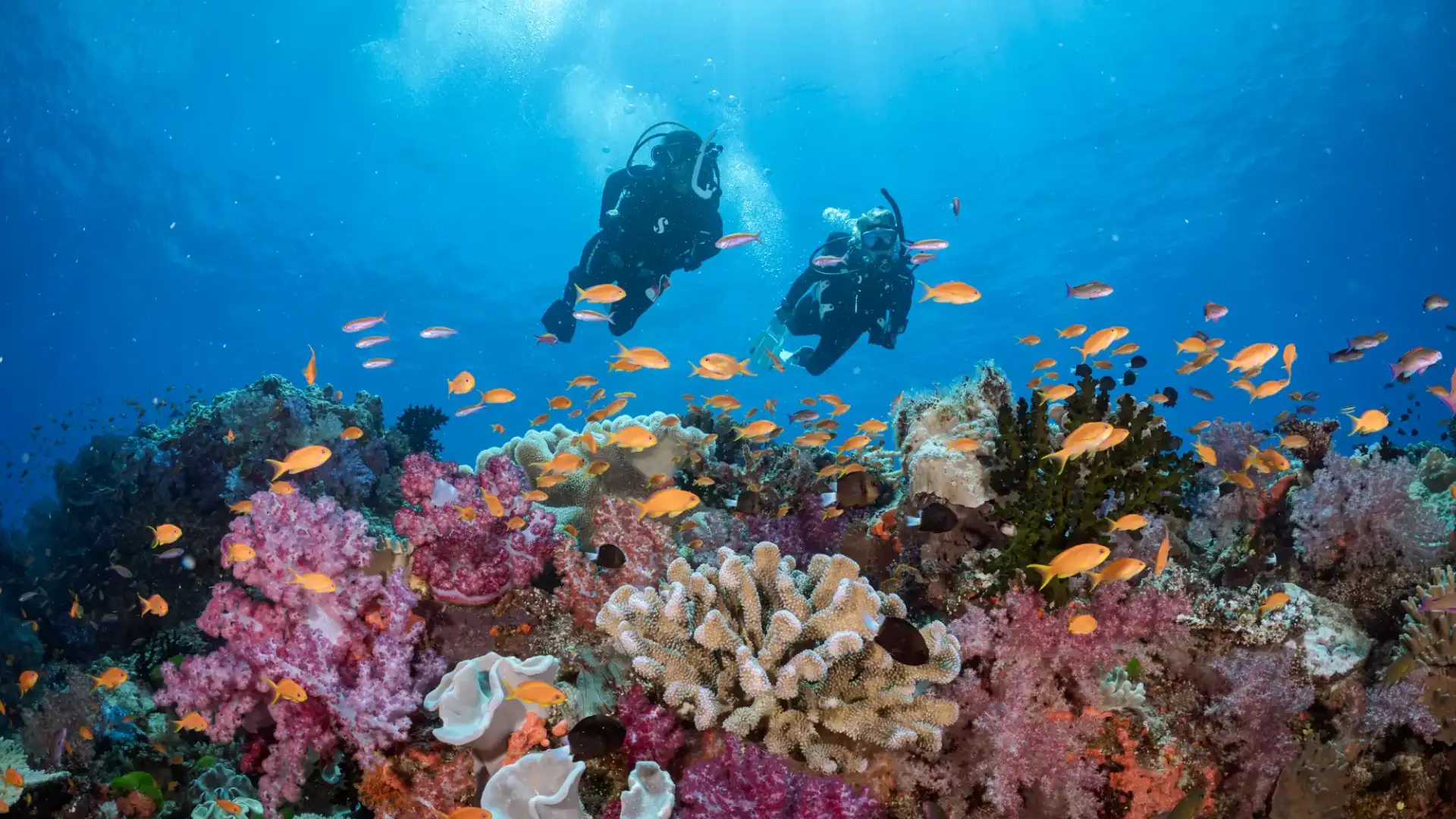 Diving-Bali-–-Explore-Coral-Reefs-Marine-life