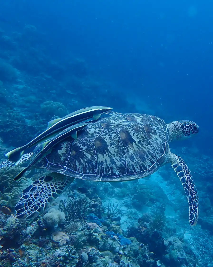 Sea turtle at Lotus Metita Island