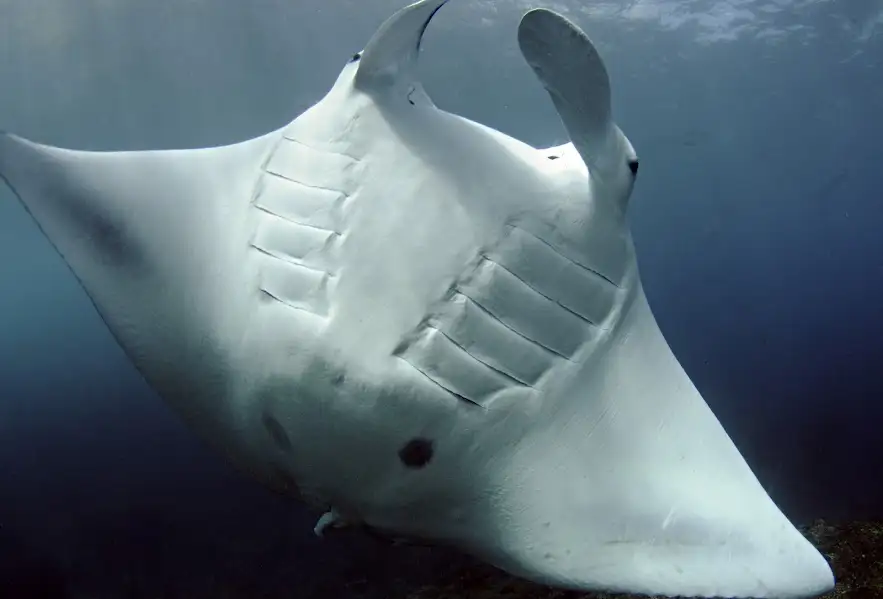 Manta Rays-Nusa Penida