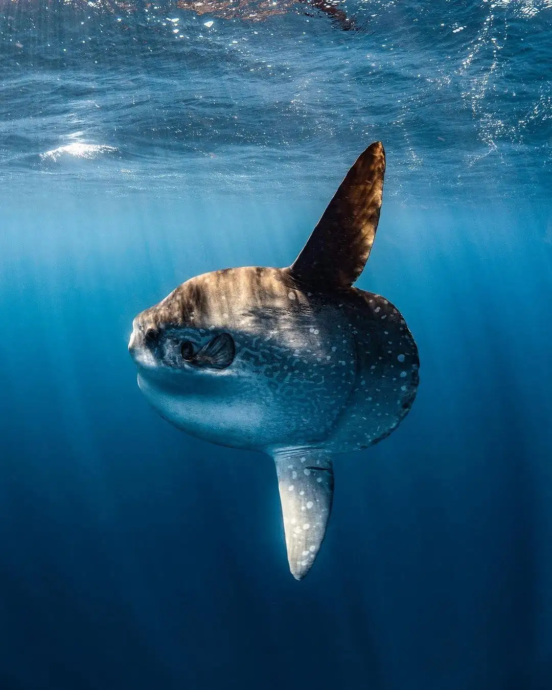 Mola Mola Dive at Crystal Bay with Lotus Divers