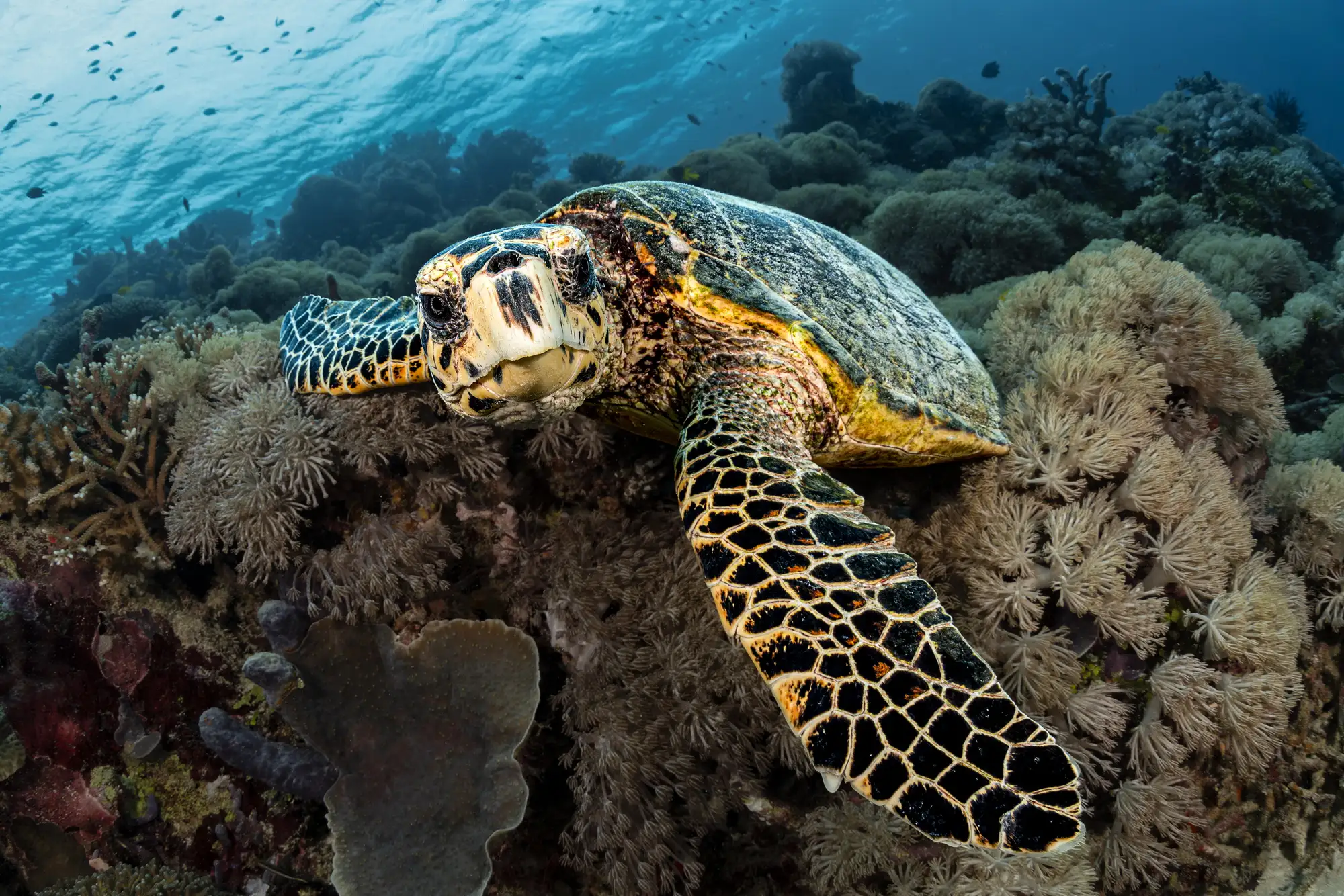 Pulau Wai_Wai West_1 (002)