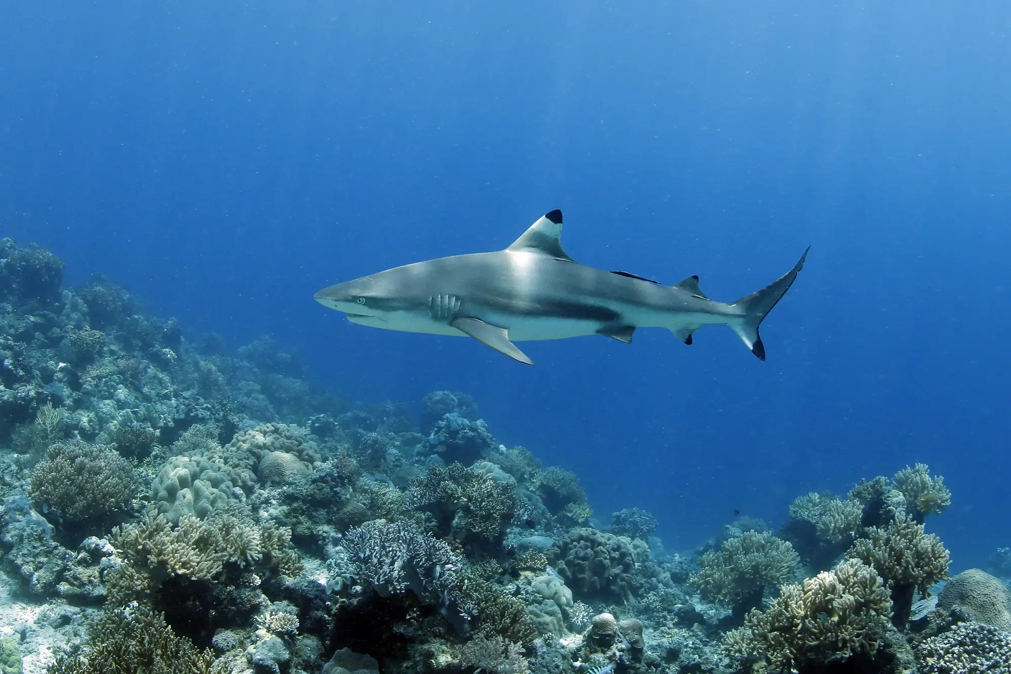 blacktip shark at Lotus Metita Island