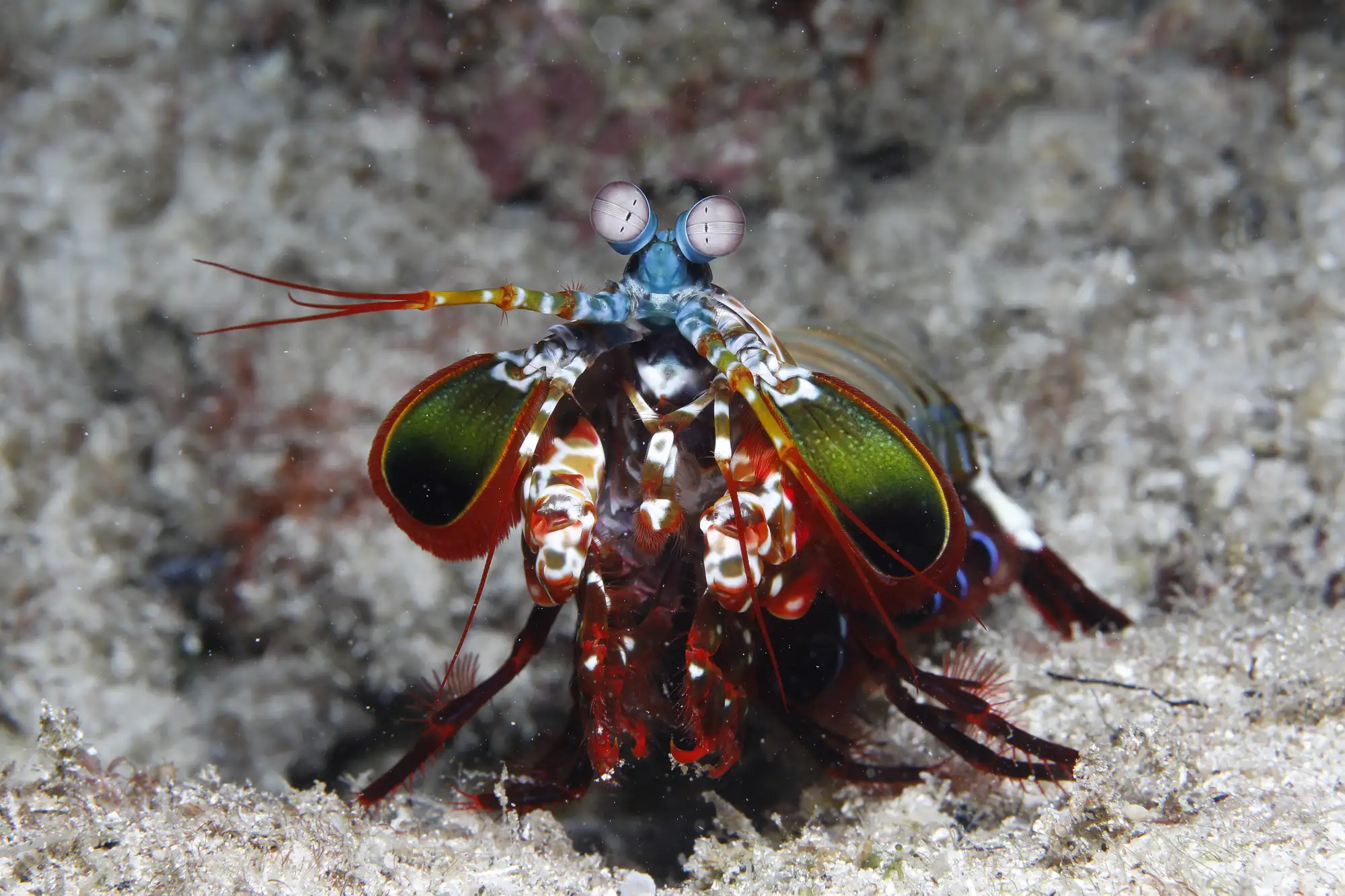 One of the marine life species at Lotus Metita Island
