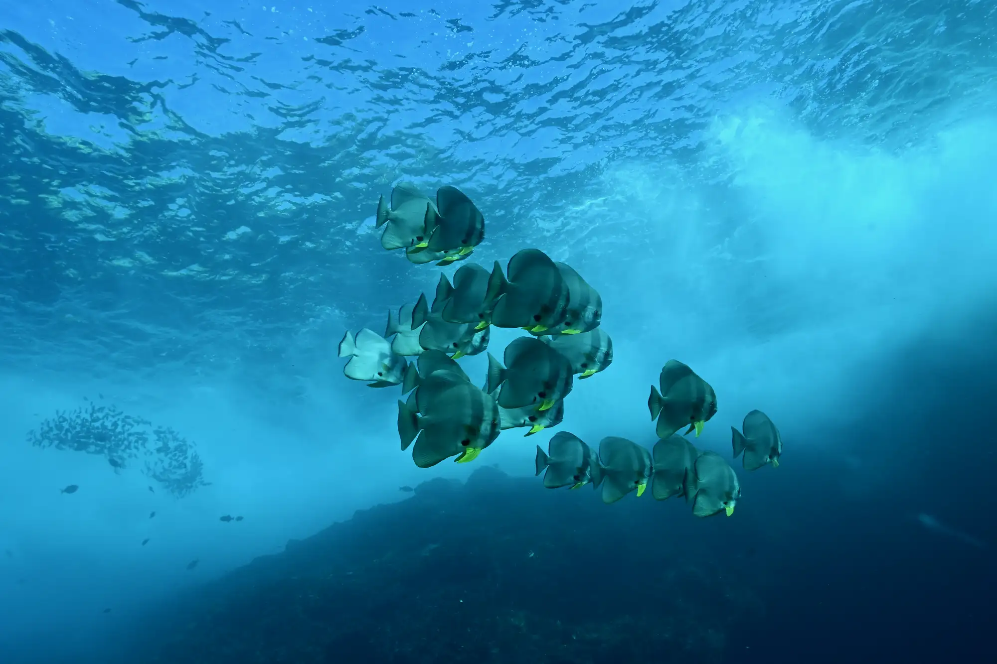 Schooling Bat Fish-Gili Biaha, Gili Mimpang, Gili Tapekong