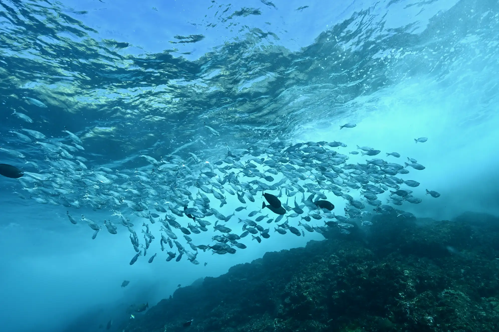 Schooling fish-Snorkeling Padang Bai