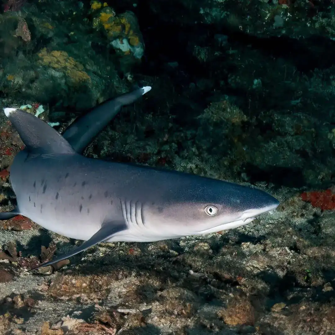 Shark Dive Bali – Gili Biaha – Tapekong – Mimpang