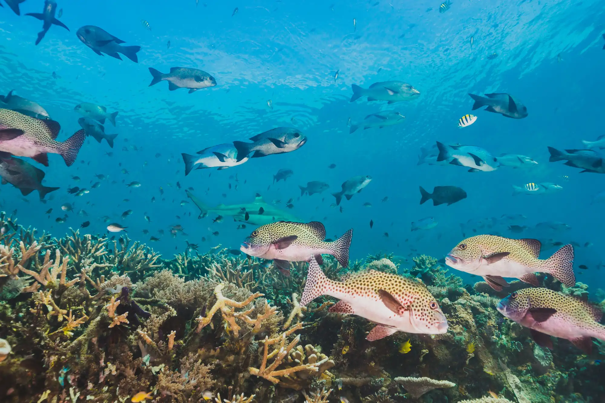 Snorkeling Bali-Shallow reef snorkeling