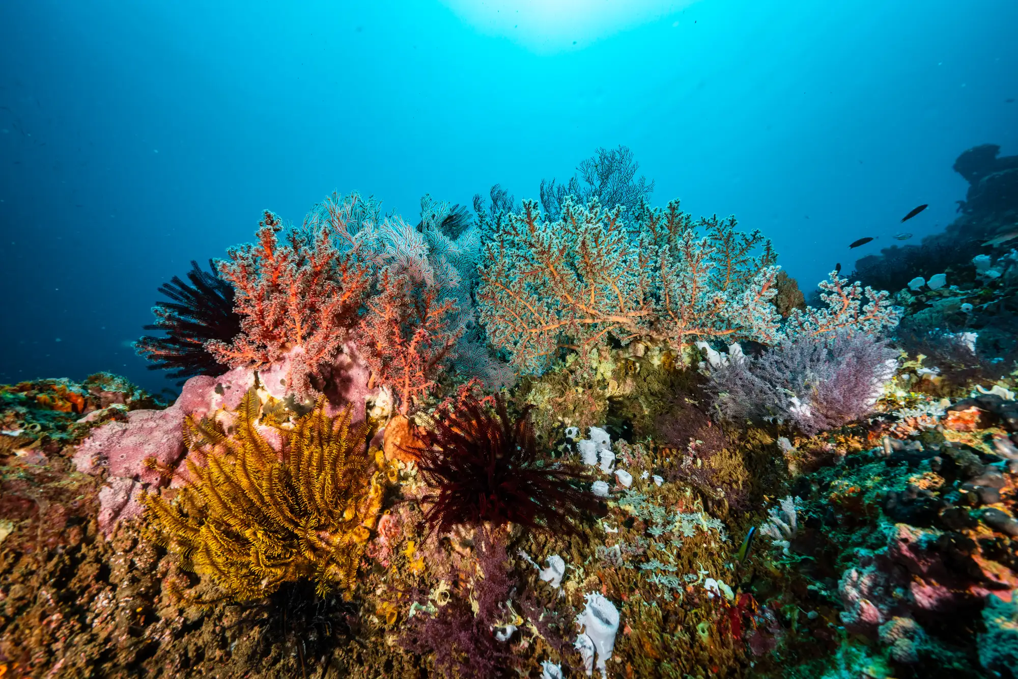 corals at Lotus Metita Island