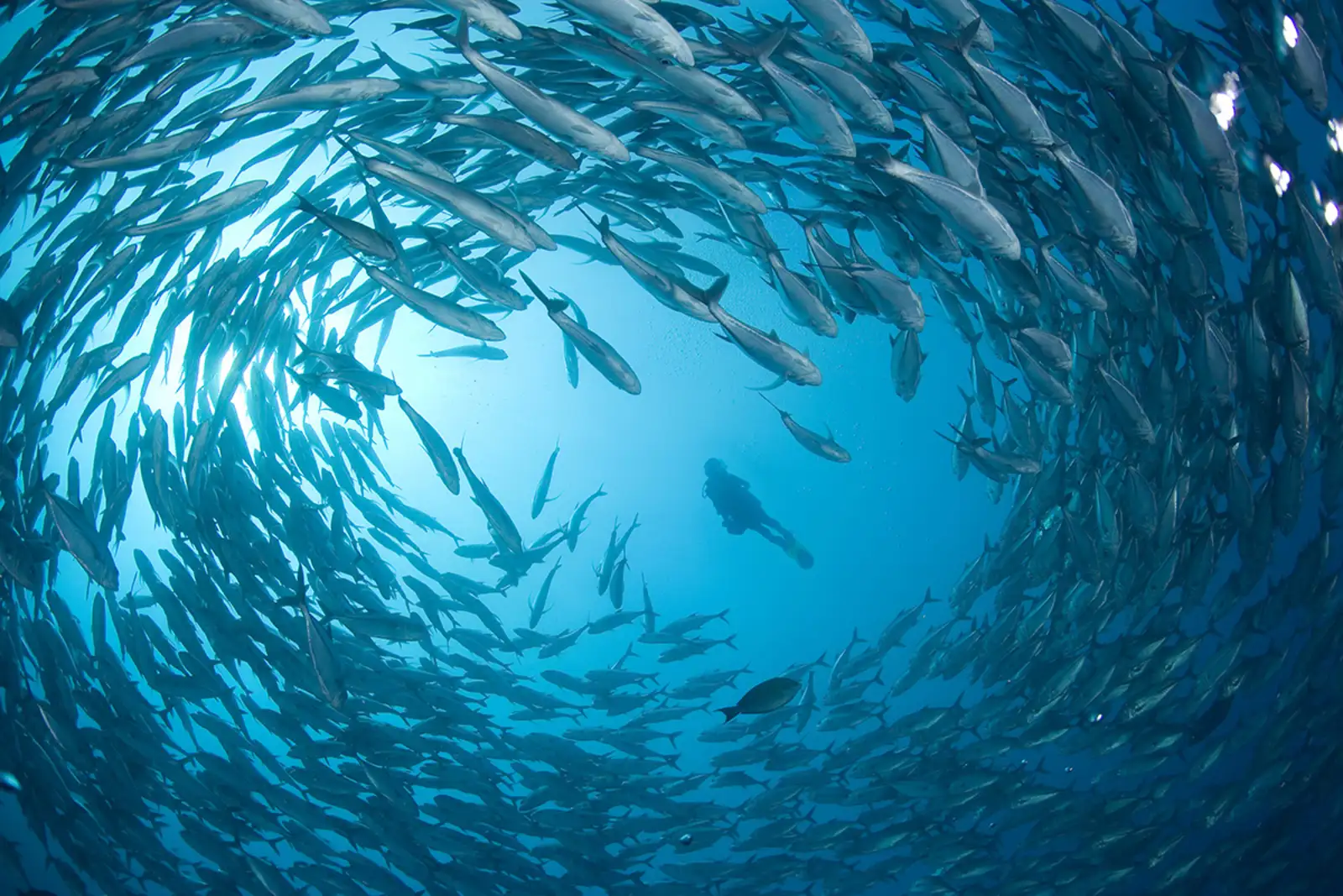 fishes and diver 1200×800
